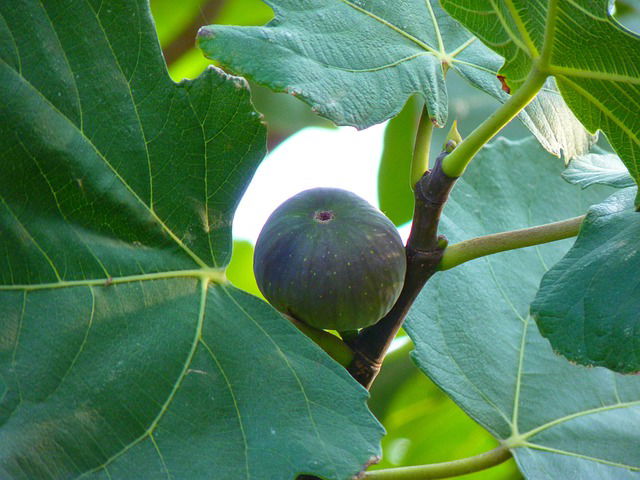 Vijgenboom bemesten