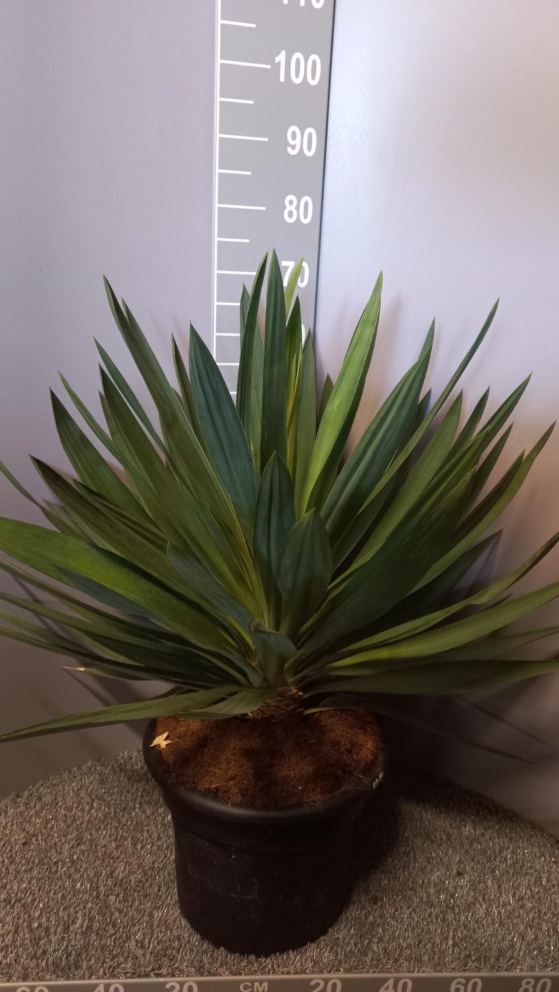 Yucca Gloriosa 'Lone Star'