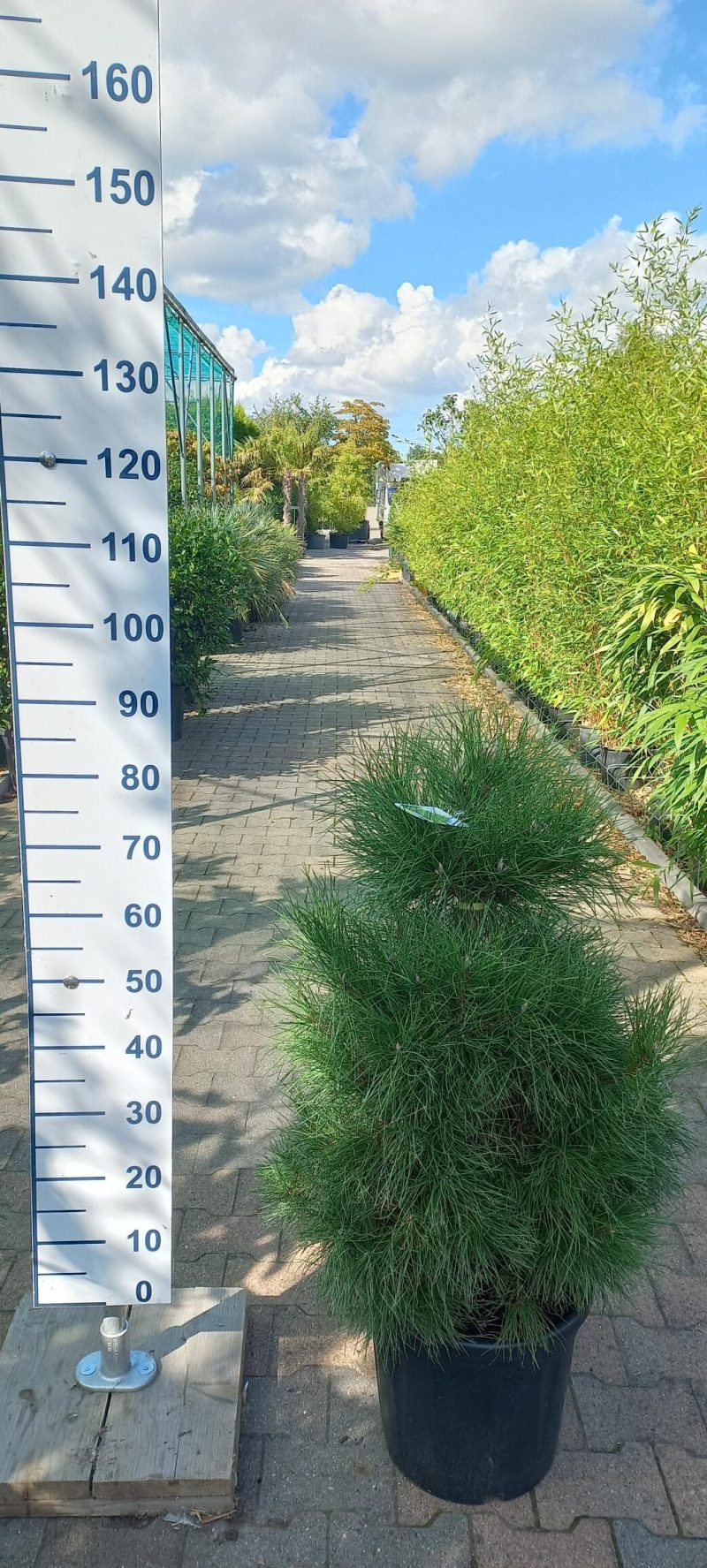 Pinus Nigra Nigra