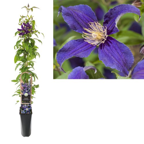 Clematis So Many 'Blue Flowers'