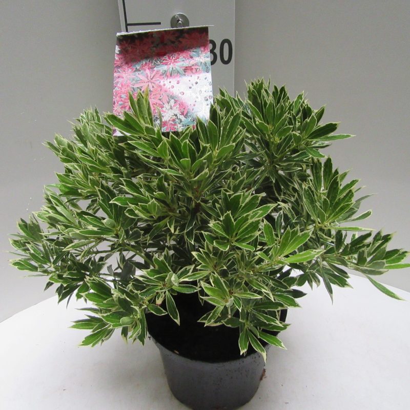 Pieris 'Flaming Silver'