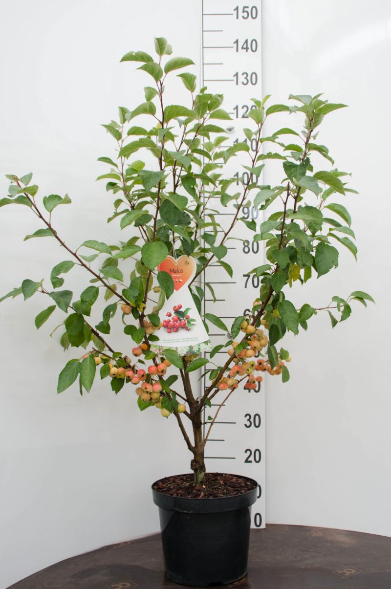 Malus 'Evereste' sierappelboom