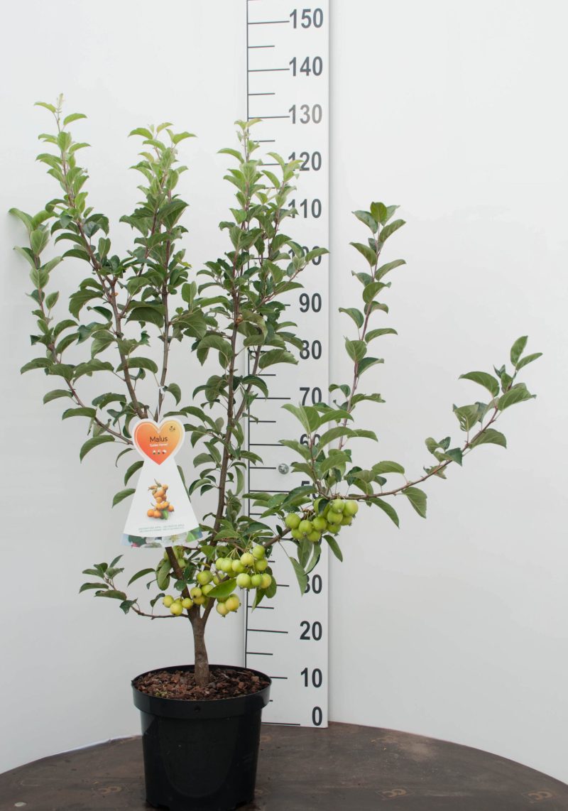 Malus 'Golden Hornet' sierappel
