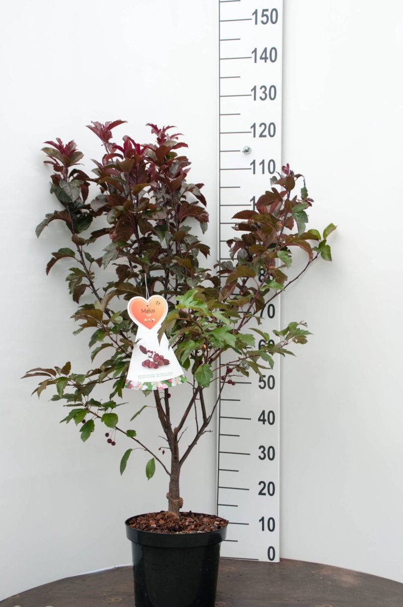 Malus 'Liset' sierappel