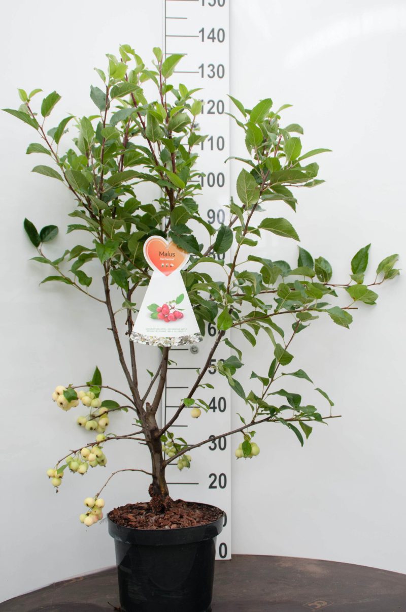 Malus 'Red Sentinal' (Japanse wilde appel)