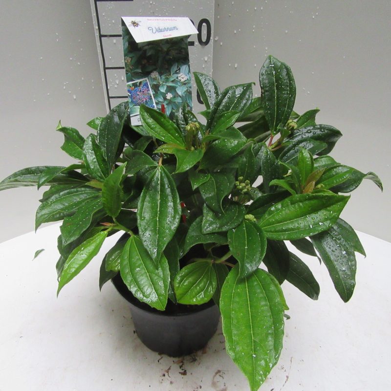 Viburnum Davidii