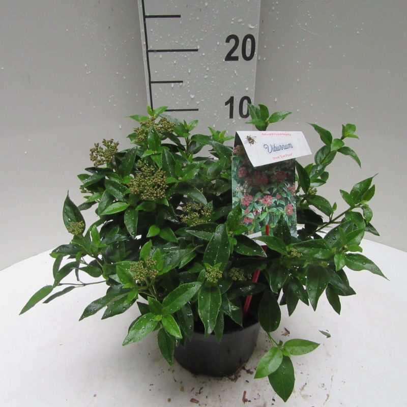 Viburnum Tinus 'Eve Price'