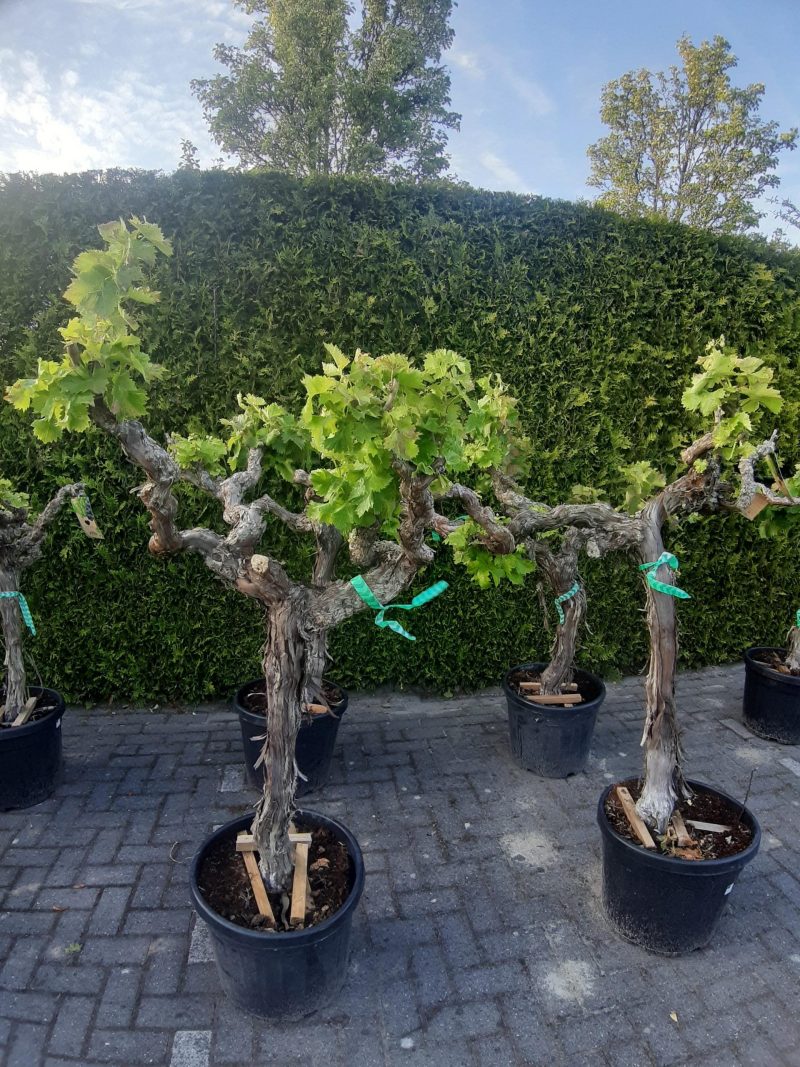 Vitis Vinifera - druivenrank