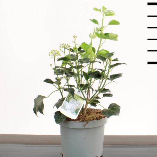 Hedera Helix 'Arborescens'