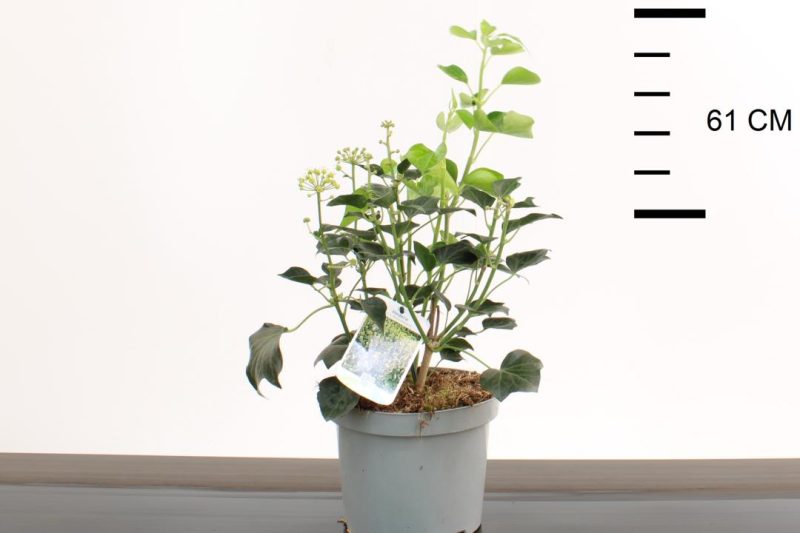 Hedera Helix 'Arborescens'