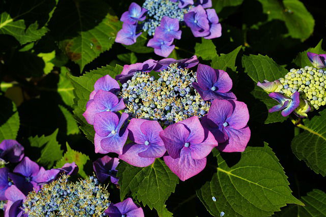 Paarse hortensia