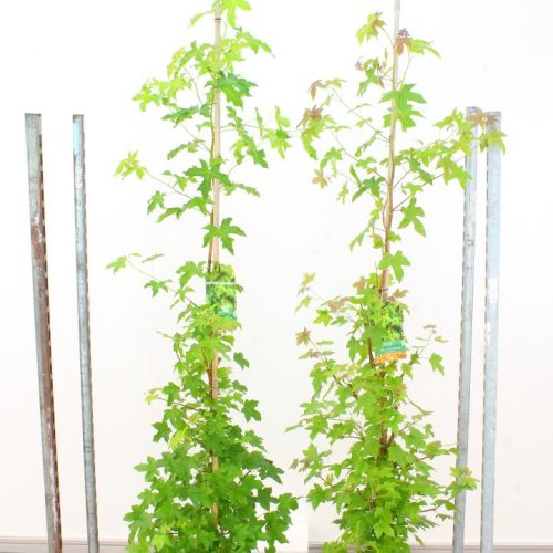 Liquidambar Styraciflua (Amberboom)