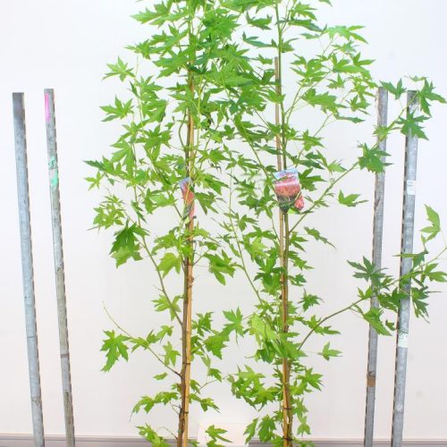 Liquidambar Styraciflua Worplesdon (Amberboom)
