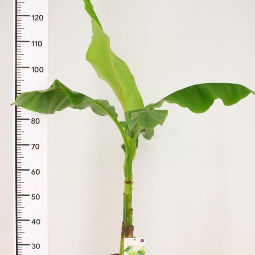Musa Basjoo - Bananenplant