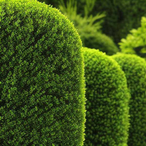 Meerdere planten die een natuurlijke tuinafscheiding vormen
