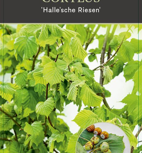 Corylus Webb's Prize Cob Hazelnoot