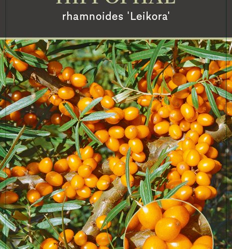 Hippophae Rhamnoides Leikora (vrouwelijk)
