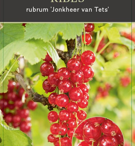 Ribes rubrum 'Jonkheer van Tets' - rode bes