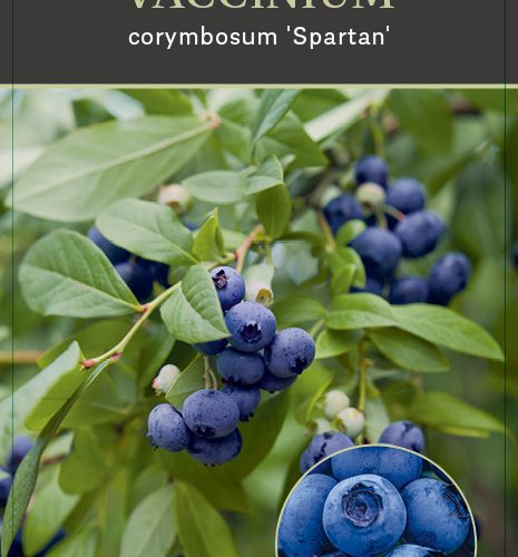 Vaccinium corybosum ‘Spartan’