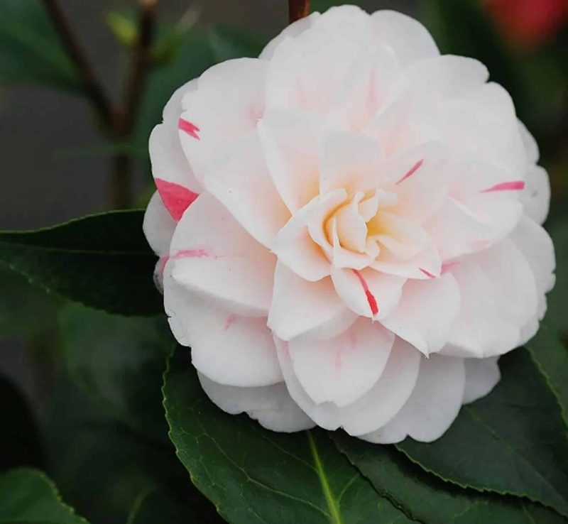 Camellia Japonica 'Stacy Susan'