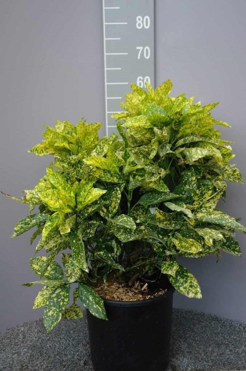 Aucuba Japonica 'Variegata'