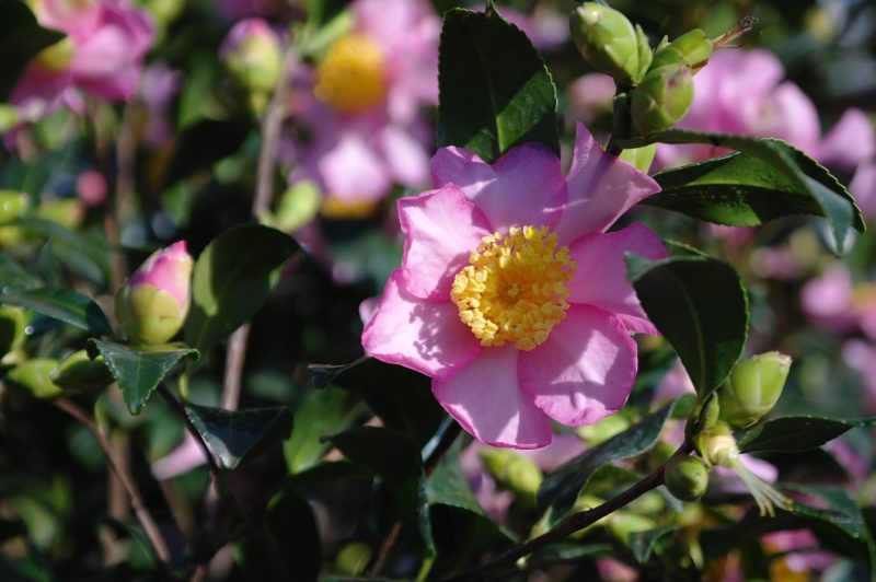 Camellia Sasanqua Cleopatra