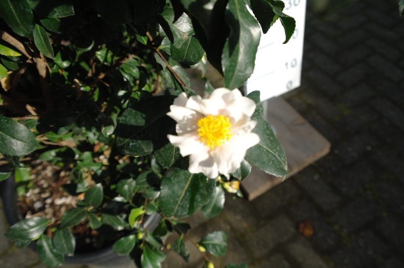 Camellia Sasanqua Cleopatra white