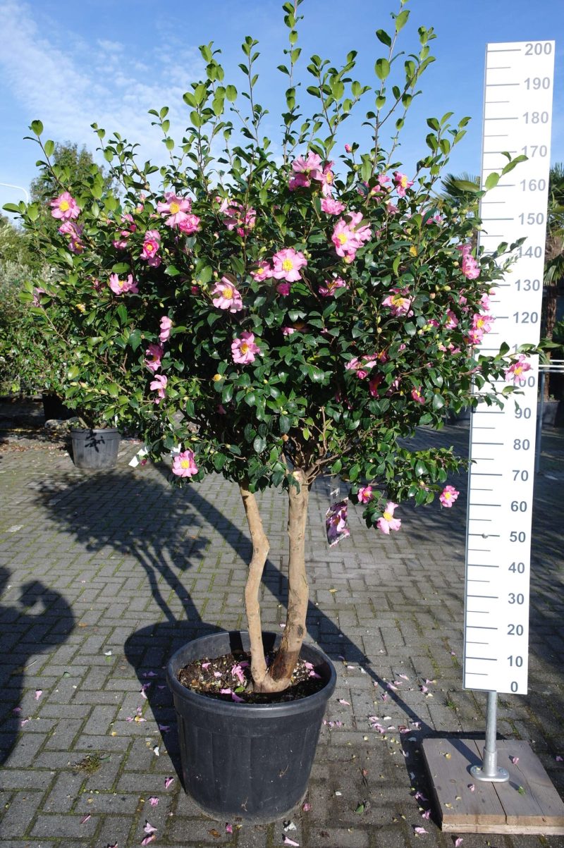 Camellia Sasanqua Cleopatra multistammen zeer mooi