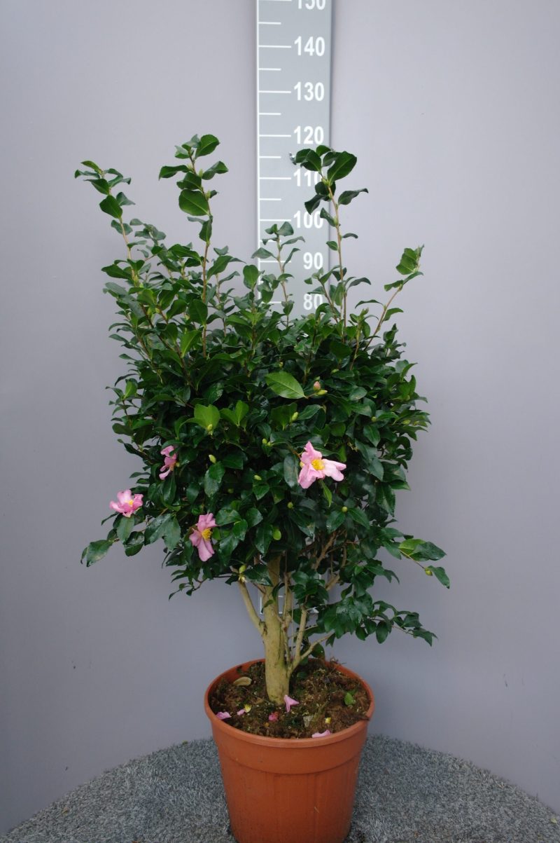 Camellia Sasanqua Cleopatra bonsai