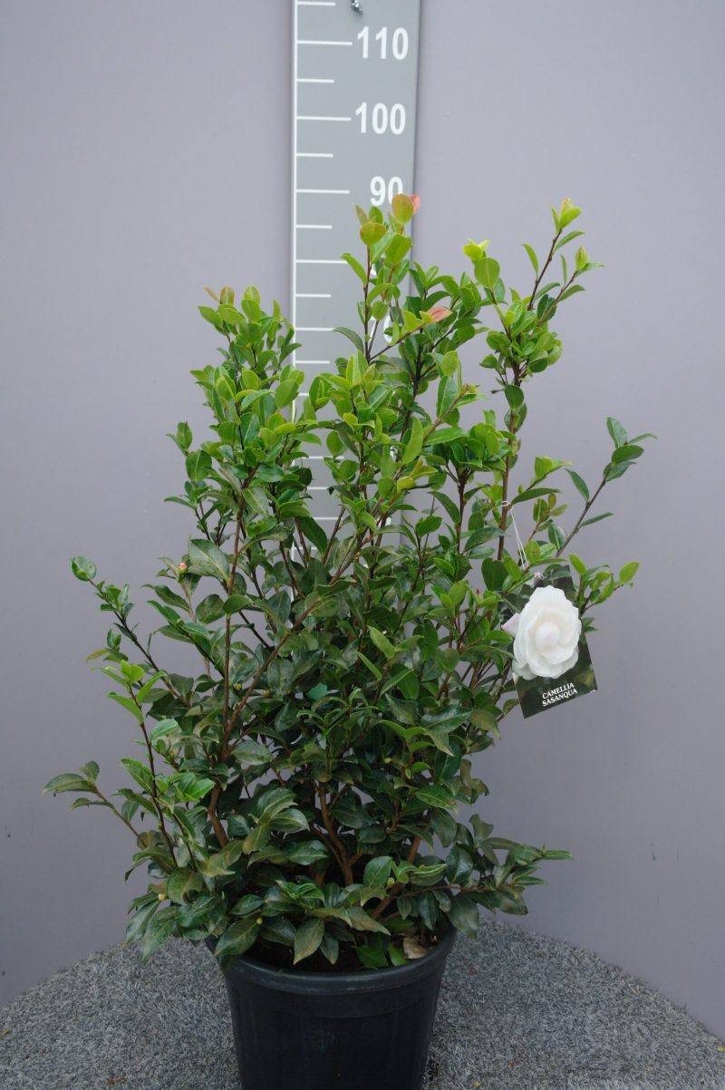 Camellia Sasanqua 'Hime Botan'