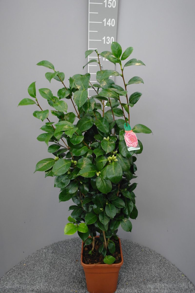 Camellia Japonica 'Sacco Nova'