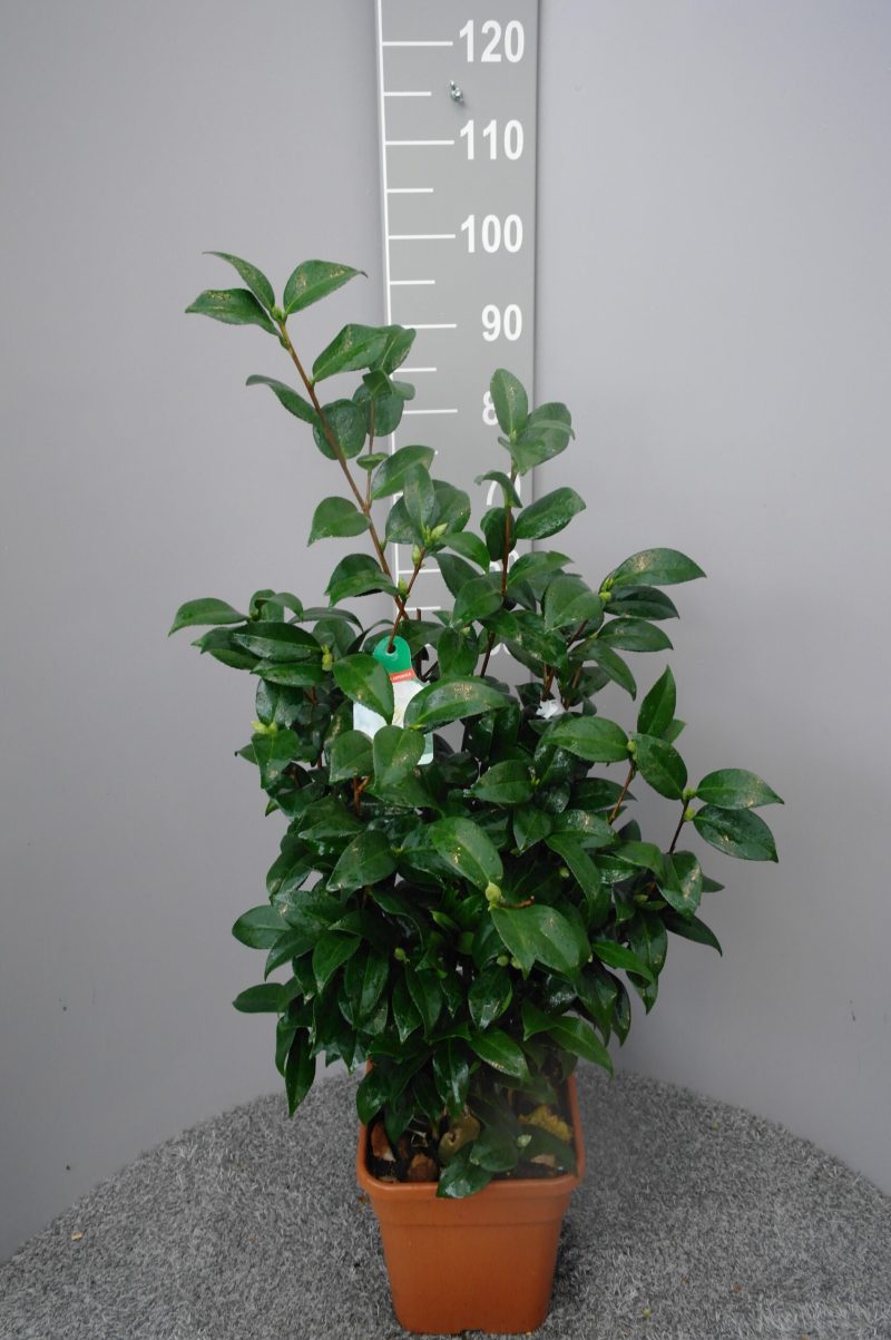 Camellia Japonica 'Snow White'