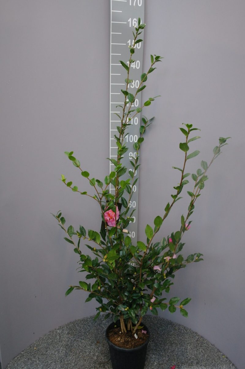 Camellia Sasanqua 'Eleonora Genoni'