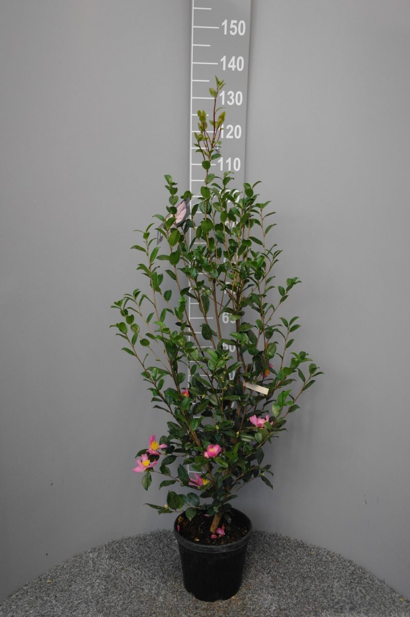 Camellia Sasanqua Isoli
