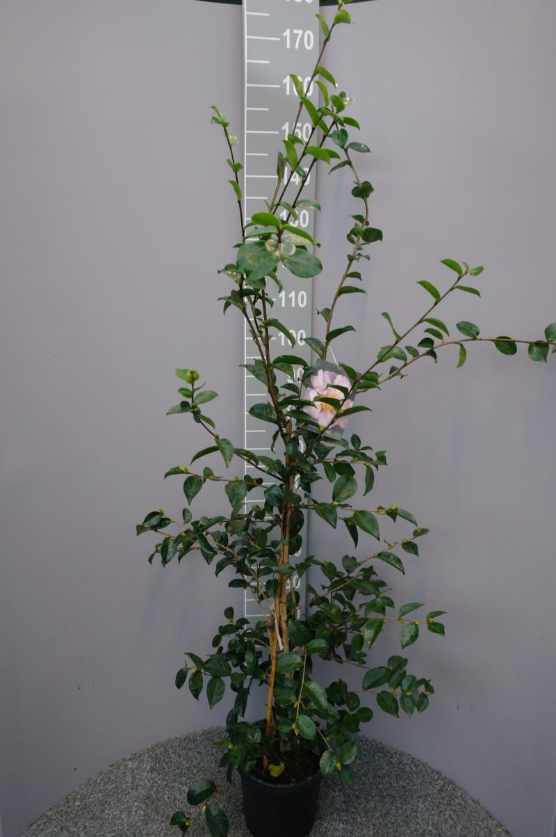 Camellia Sasanqua 'Plantation pink'