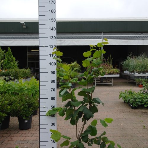 Corylus Pearson's Prolific Hazelnoot