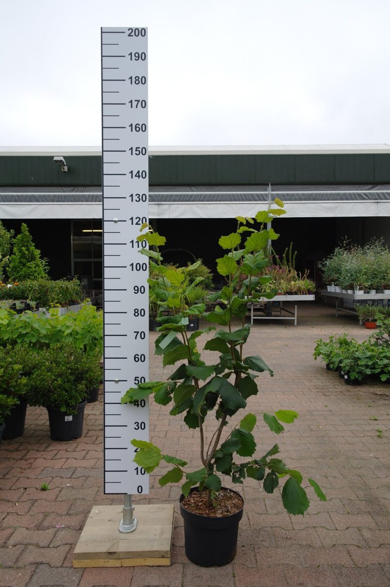 Corylus Pearson's Prolific Hazelnoot