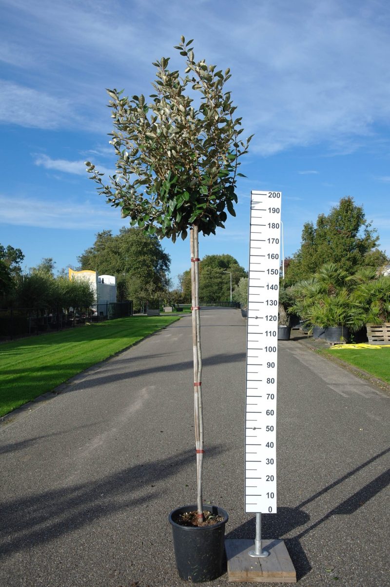 Elaeagnus Ebbingei compacta op stam 180 cm