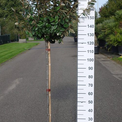 Elaeagnus Ebbingei compacta op stam 120 cm