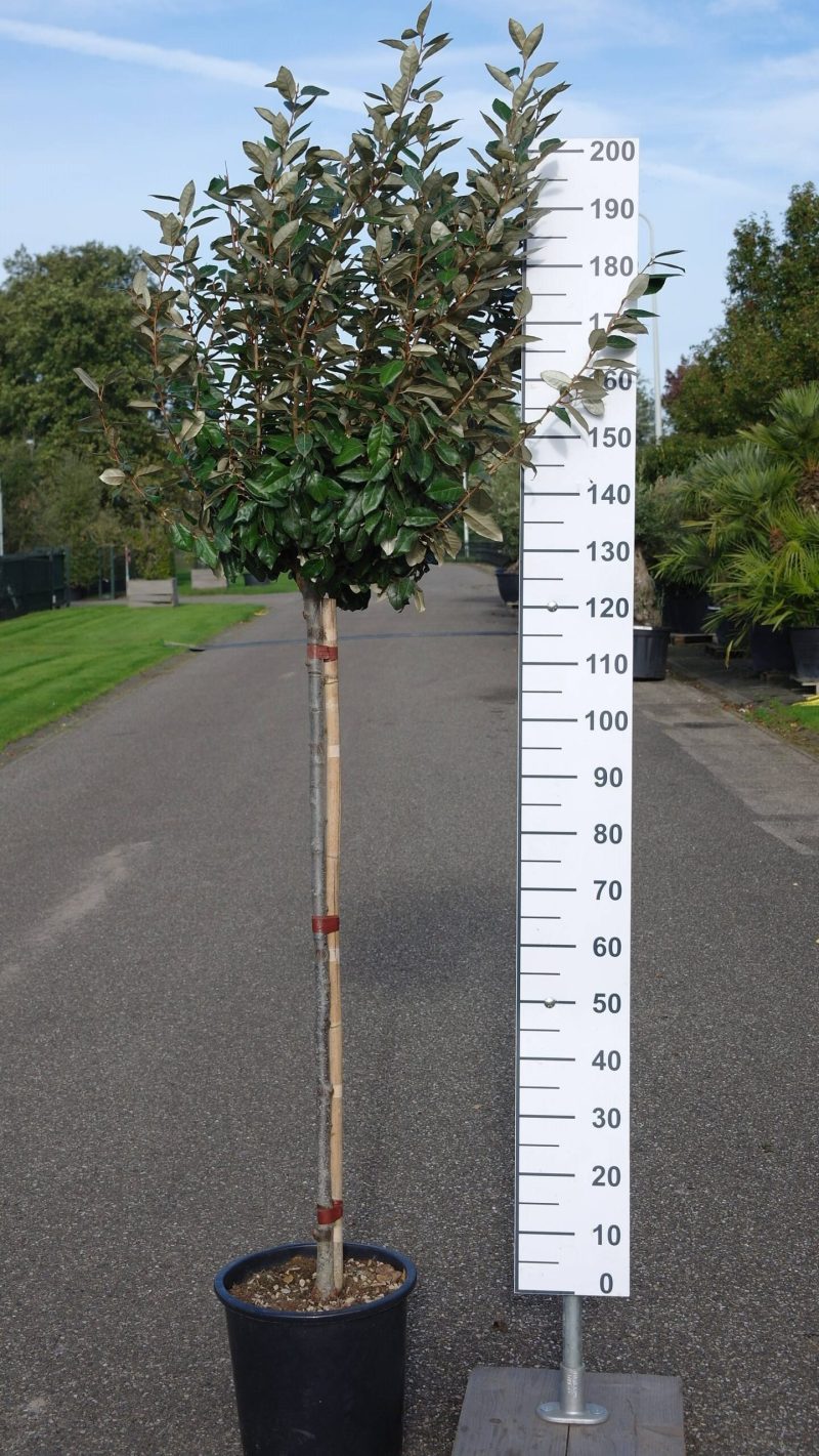 Elaeagnus Ebbingei compacta op stam 120 cm