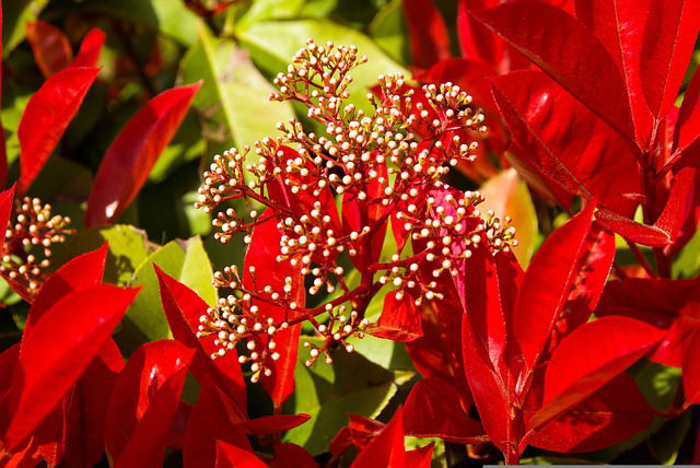 Glansmispel met rood blad