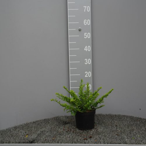 Lonicera Nitida Maigrün