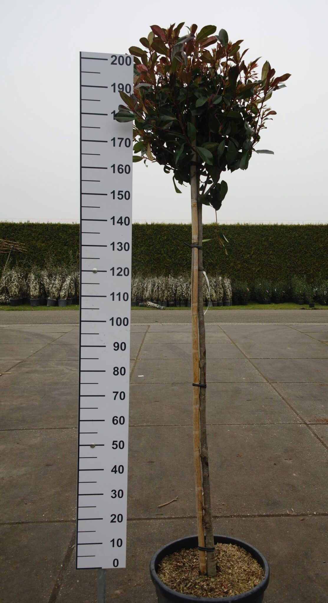 Photinia Red Robin op stam Photinia Red Robin op stam
