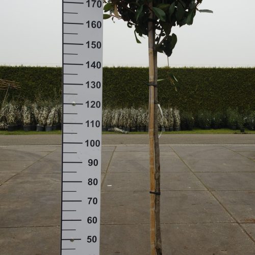 Photinia Red Robin op stam