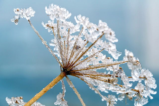 Planten beschermen tegen vorst en sneeuw