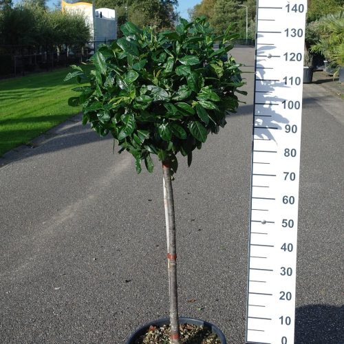 Prunus Laurocerasus Novita