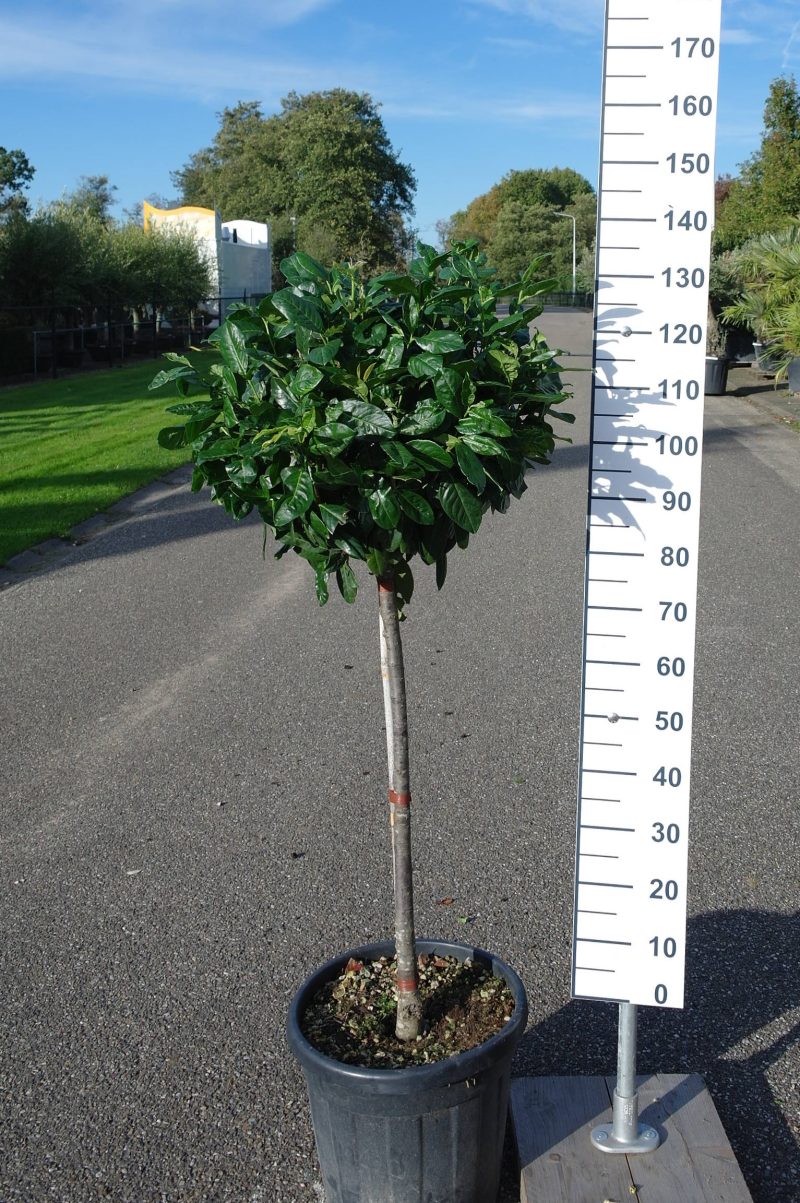 Prunus Laurocerasus Novita