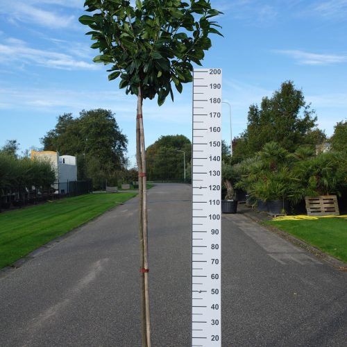 Prunus Laurocerasus 'Novita'