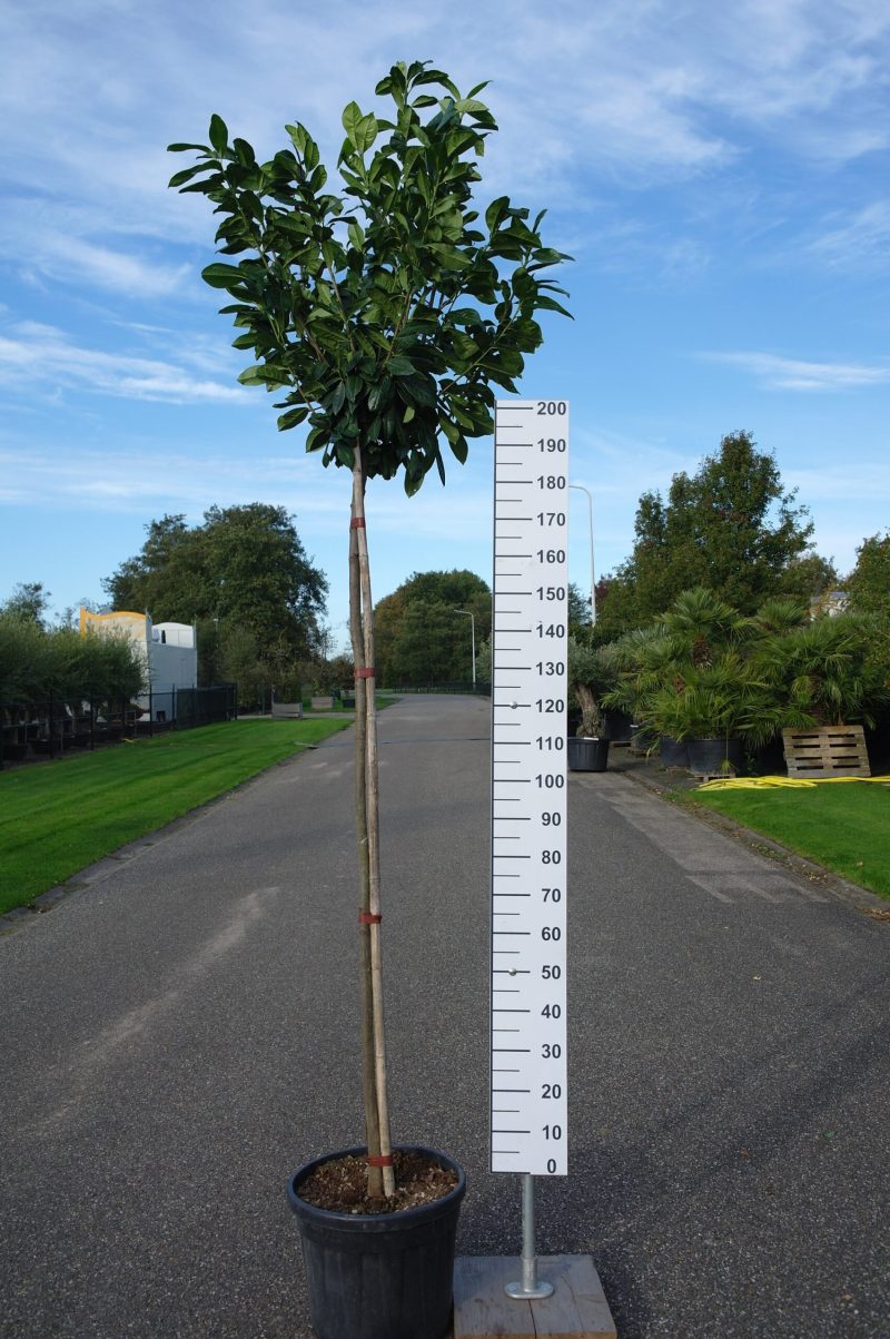 Prunus Laurocerasus 'Novita'