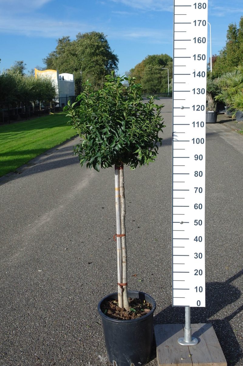 Prunus Lusitanica Angustifolia op stam